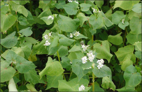 Green Buckwheat in early bloom with white flowers.