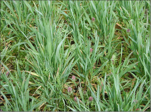 Green blades of grass.