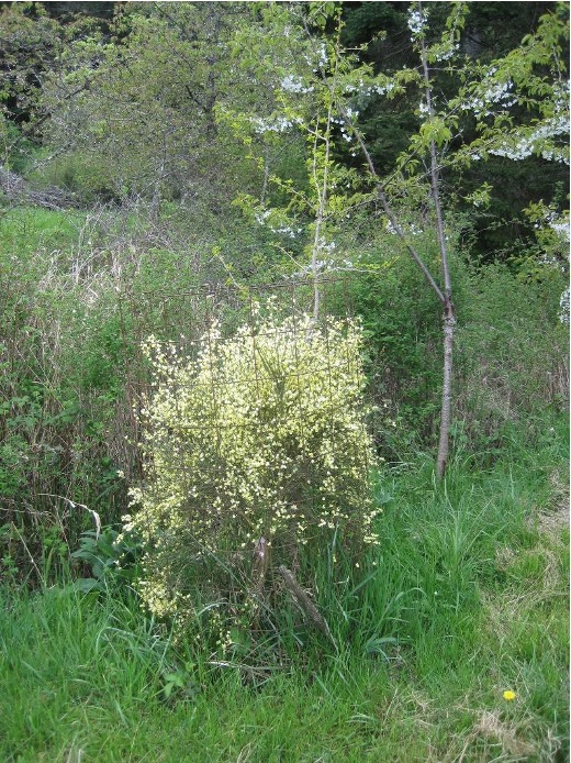 WSDA noxious weed Cytisus scoparius planted as a companion plant at a permaculture farm.