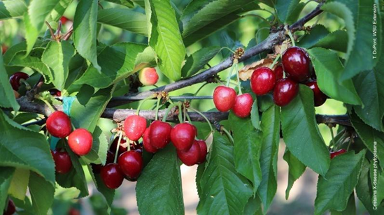 X-disease phytoplasma on Cristalina cherry. Photo credit: T. DuPont.