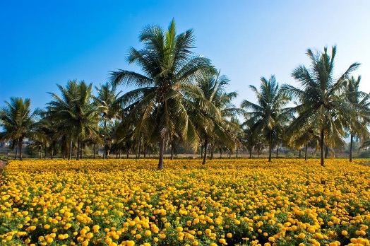 Intercropping coconut and Tagetes erecta (marigold) in Kerala, India.