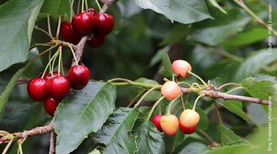 X-disease phytoplasma on Bing cherry. Photo credit: T. DuPont.