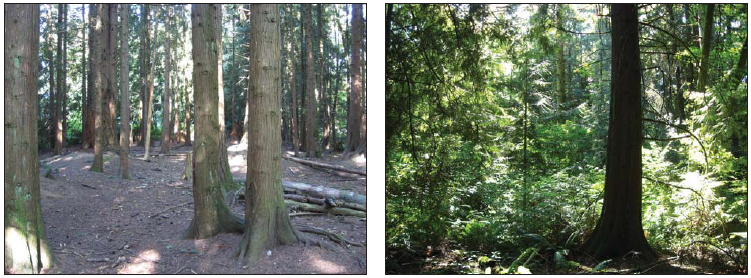 Two images of a forest.