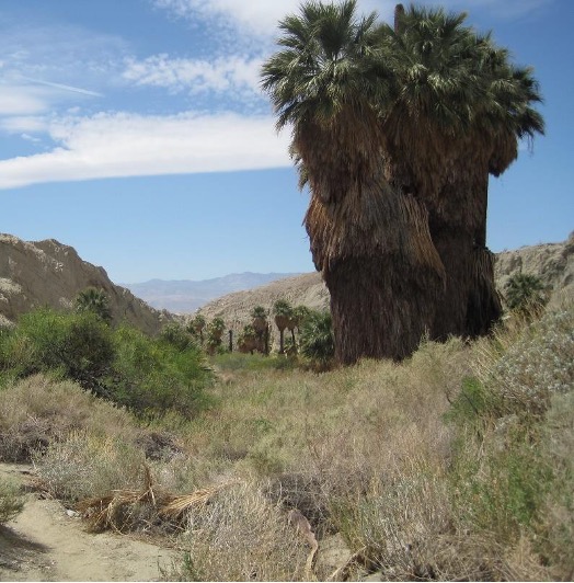 Desert oases plant association along streambed.