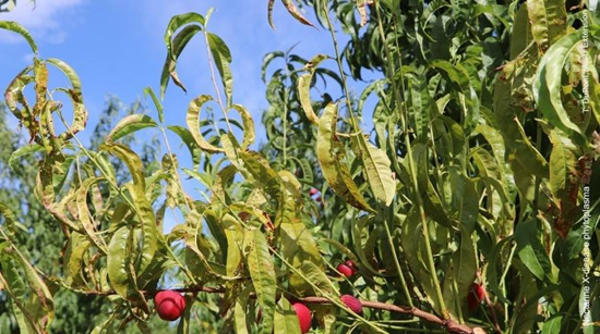 X-disease phytoplasma on nectarine. Photo credit: T. DuPont.