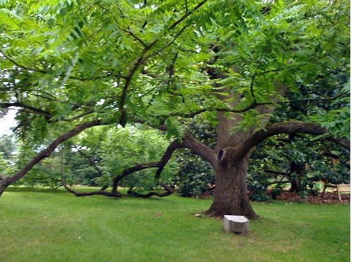 A large tree in a park