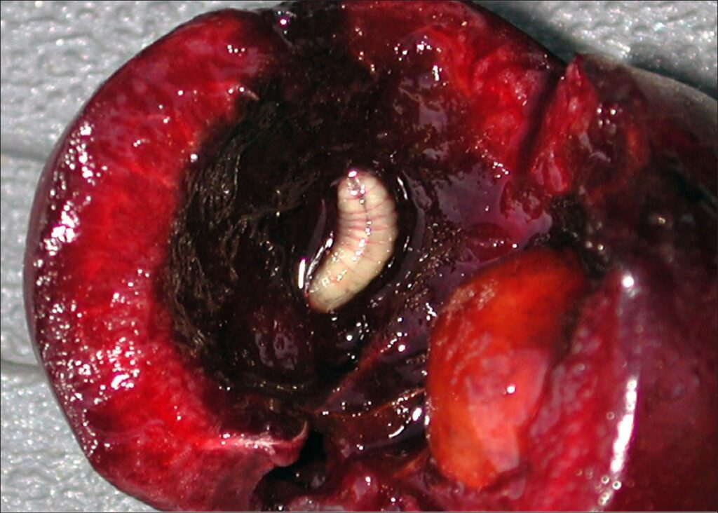 A dark red cherry cut in half to reveal a fruit fly larvae within the fruit.
