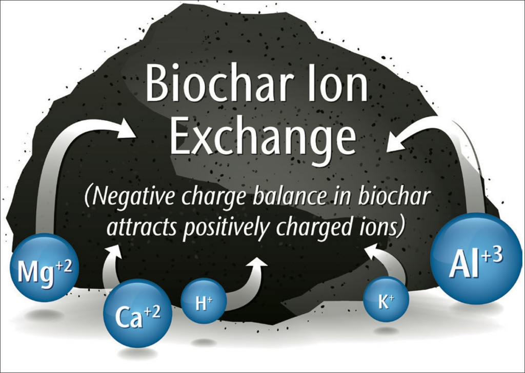 A small diagram showing how the negative charge balance in biochar attracts positively charged ions, like magnesium, calcium, hydrogen, potassium, and aluminum.