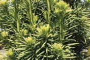 Pine branches with long, yellow-green needles.
