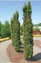 Short, thin evergreens in a row.