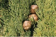 Small, round, brown cones surrounded by dense green pine needles.