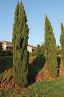 Short, thin evergreens in a row.