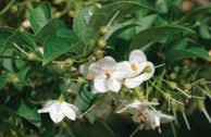 Small white flowers on a tree.