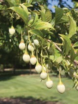 Small, hanging, and white flower buds.