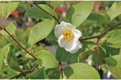 A white flower with a yellow center on a tree.