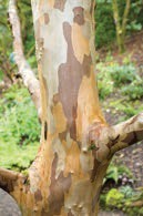 A multi-color tree trunk with splotches of white, brown, and orange.