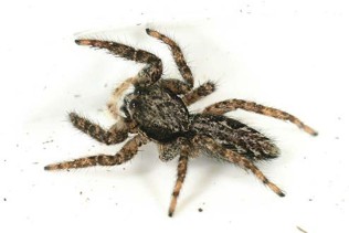 A fuzzy brown spider.