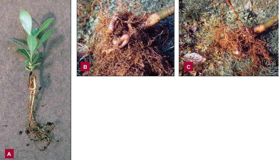 Three photographs showing kinked and circling roots. On the left, Image A shows a seedling with several sharply bent roots extending downward. In the center, Image B shows a washed root system with circling and kinked roots clearly exposed. On the right, Image C shows the root system after roots have been straightened, spread apart, or pruned.