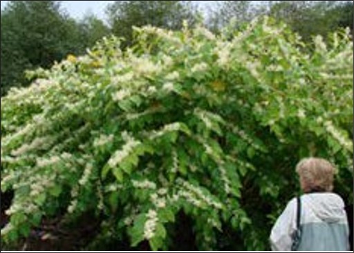 A large bush with many criss-crossing rows of white flowers.