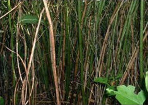 Densely packed woody stalks.