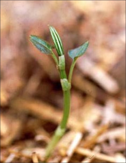 A small weed seedling with a few small leaves.