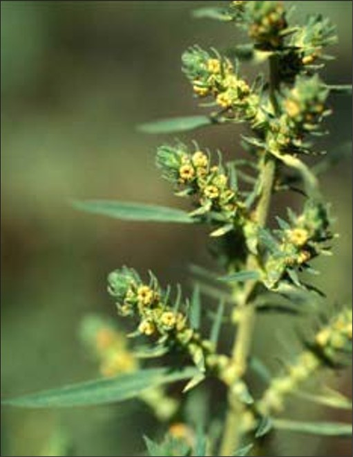 Small yellow-green flowers in small clusters at the ends of a leaf.