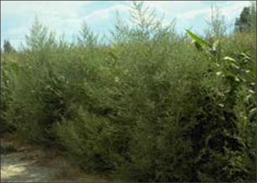 Overgrown kochia bushes that are large and dense.