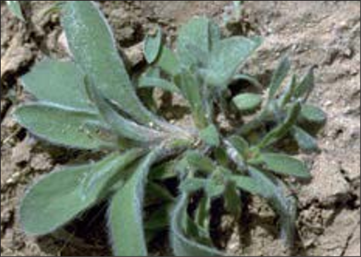 A green weed rosette.