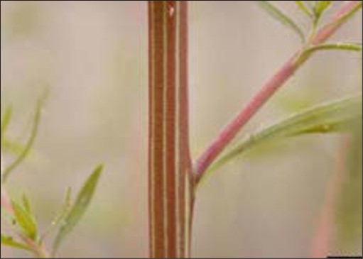 A closeup of a red stem.