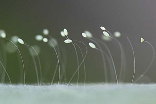Small white eggs on the end of thin white hairs.