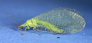A light green bug with a golden head and a green translucent wings.