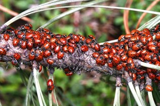 Groups of red lady beetles piling around a branch.