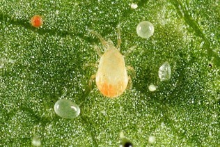A small yellow translucent larva around small white translucent eggs and a small red translucent egg in the top left corner.