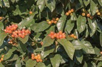 Small orange berries in clusters on a tree.