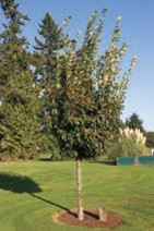 A small tree with green leaves and orange berries.