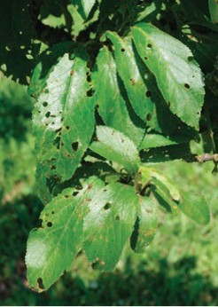 Leaves with small holes scattered across.