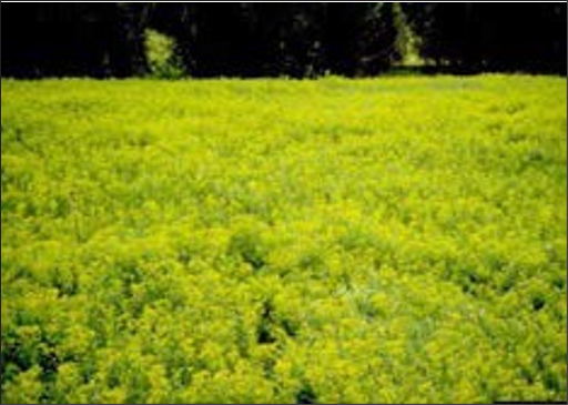 A field of yellow leafy spurge.