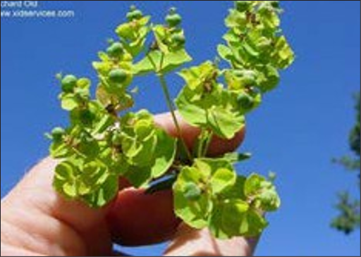 Small green cluster leaves and seed pods.
