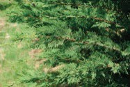 Pine branches with green needles.
