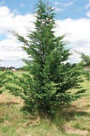 A small evergreen tree with green needles.
