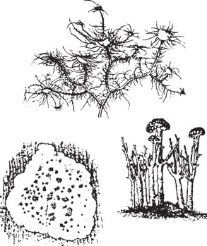 Illustrations of 3 lichen showing branching, flat, and cup-shaped growth forms.