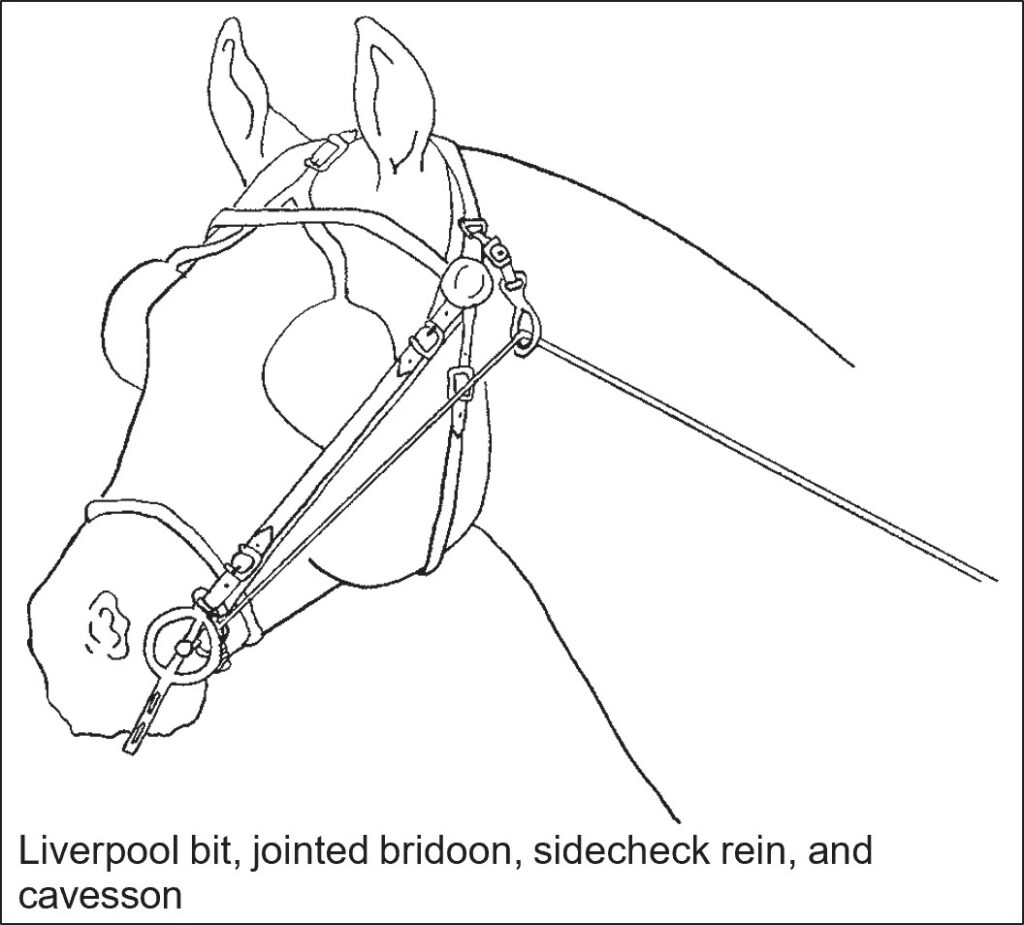 Horse head fitted with a Liverpool bit, jointed bridoon, sidecheck rein, and cavesson.
