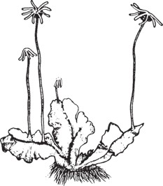 Line drawing of a liverwort with flat leaves and several stalked reproductive structures.