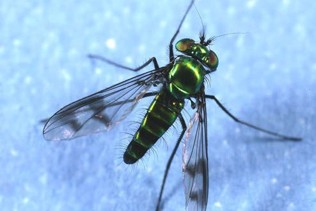 A shiny green bug with clear wings that have two black stripes on them,