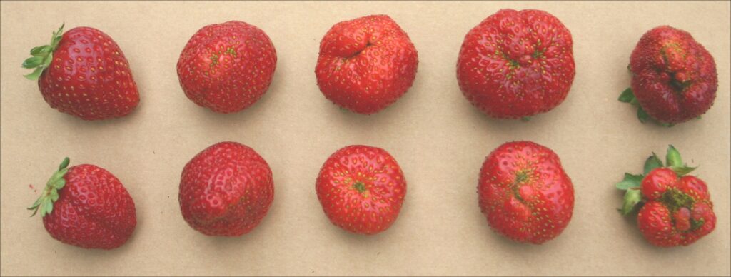 Ten strawberries, arranged in two rows. From left to right, the strawberries become less perfect and more lobular.