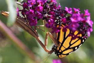 A brown praying mantid eating an orange monarch butterfly.