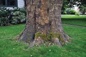 A brown tree trunk. The trunk widens at the base, forming a broad trunk flare before several large roots extend outward from the base.