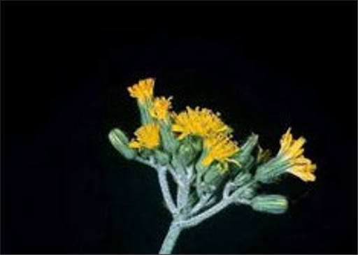 A closeup of clustered yellow flowers in various stages of opening.