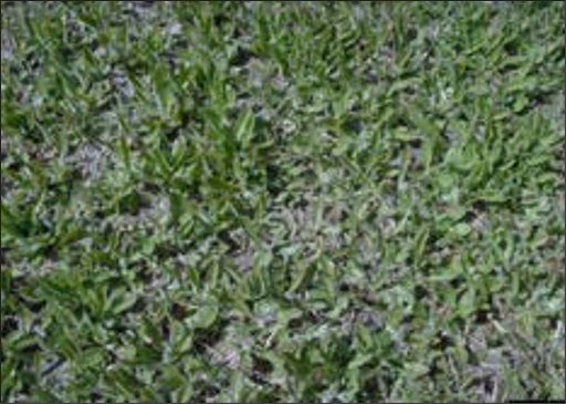 A patch of soil covered by small green weeds.