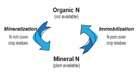 Alt text: Diagram showing the nitrogen cycle between organic nitrogen (not plant-available) and mineral nitrogen (plant-available). Mineralization (N-rich cover crop residues) converts organic to mineral nitrogen, while immobilization (N-poor cover crop residues) converts mineral back to organic nitrogen.